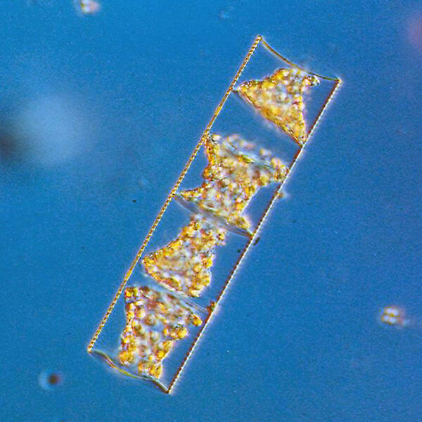 the diatom Eucampia striata