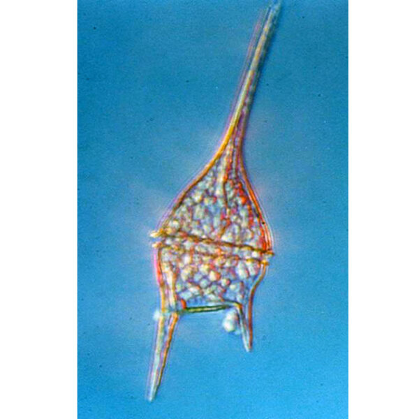 the dinoflagellate Tripos lineatus