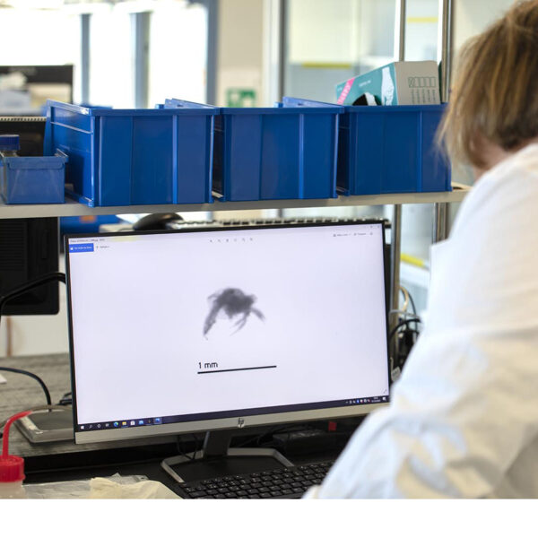 zooplankton image analysis