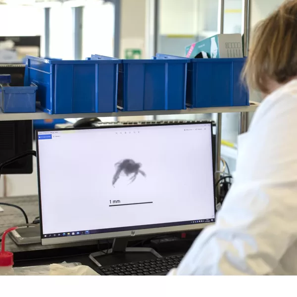 zooplankton image analysis